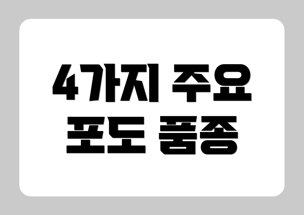 4가지 주요 포도 품종